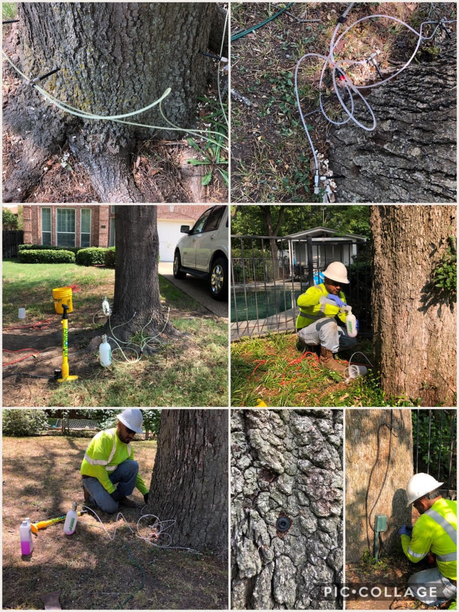 Browns Tree Care & Browns Tree Farm Dallas Texas