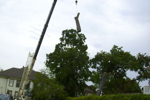 Tree Removal with Crane 1