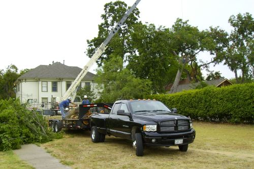 Tree Removal with Crane 2